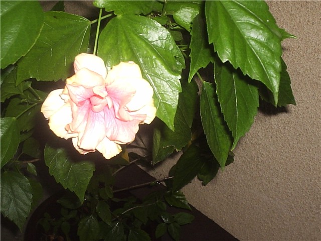 hibisss